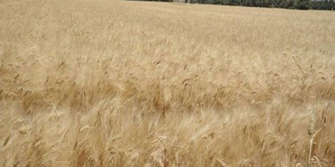 دام برس : دام برس | الاحتلال التركي يدخل حصادات لسرقة القمح من حقول الأهالي في منطقة رأس العين بريف الحسكة