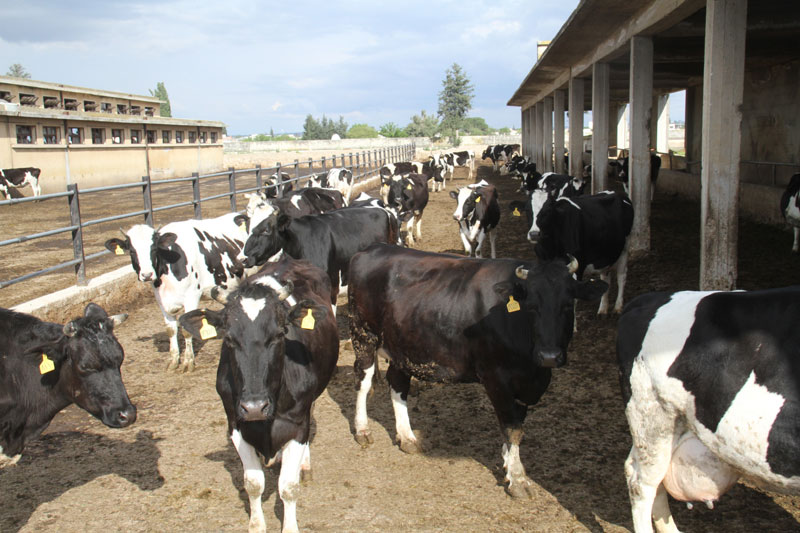 دام برس : وصول الدفعة الثانية من الأبقار المستوردة إلى مرفأ طرطوس