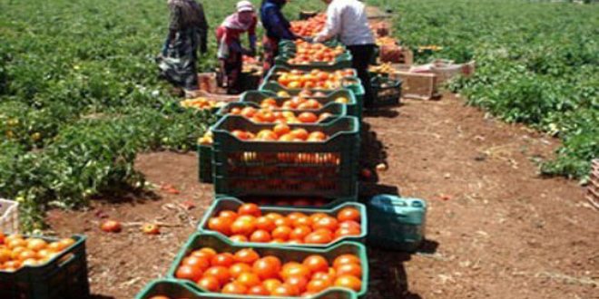 دام برس : دام برس | مزارعو درعا ينفذون كامل خطة المحاصيل الصيفية