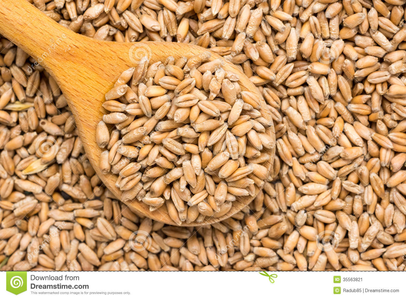 دام برس : وزير الزراعة: قريباً سعر جديد للقمح يناسب التكلفة