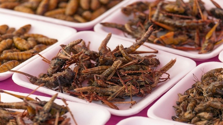 دام برس : دراسة مثيرة.. أكل الحشرات يحميك من أحد أخطر أمراض العصر