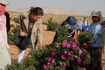 دام برس : دام برس | الوردة الشامية تجربة زراعية رائدة انتقلت من ريف دمشق إلى ريف اللاذقية
