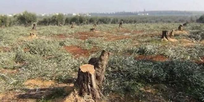 دام برس : دام برس | الاحتلال التركي ومرتزقته يستولون على محصول الزيتون في عفرين