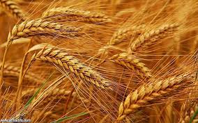 دام برس : دام برس | ورشة عمل لتطوير محصول القمح ورفع إنتاجه ونشر الزراعة الحافظة