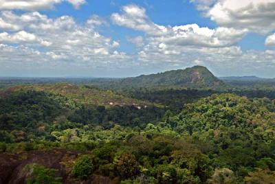 دام برس : دام برس | غابة الأمازون تضم 390 بليون شجرة