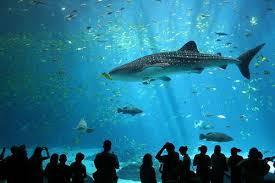 دام برس : دام برس | أكبر حوض سمك في العالم