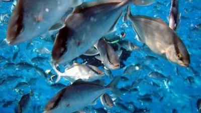 دام برس : قتل الفقمة لإنقاذ أسماك السويد؟