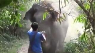دام برس : دام برس | سائح تايلاندي يوقف فيلاً هائجاً بإشارة من يده