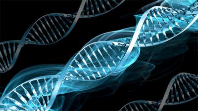 دام برس : دام برس | هل سيتمكن العلماء من تحديد طول مقترف الجريمة بواسطة الحمض النووي؟