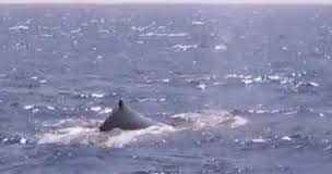 دام برس : دام برس | هل تعلم أن الحوت الذي ابتلع يونس عليه السلام هو على قيد الحياة الى الآن