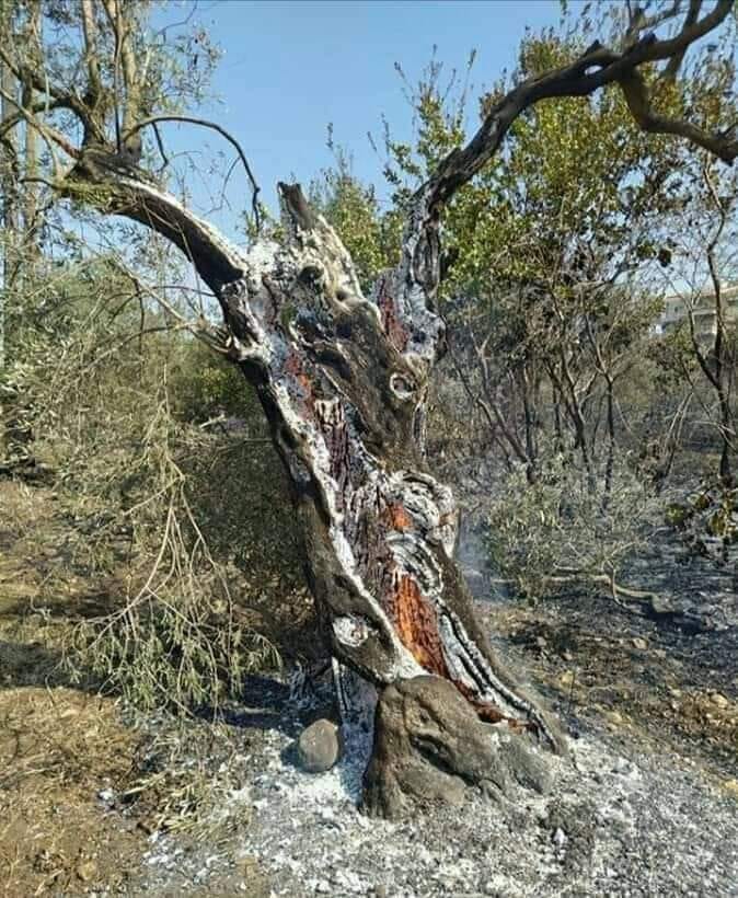 دام برس : دام برس | وزير الزراعة يعلن عن طريقة للتعامل وتقليم الأشجار المتضررة بالحريق