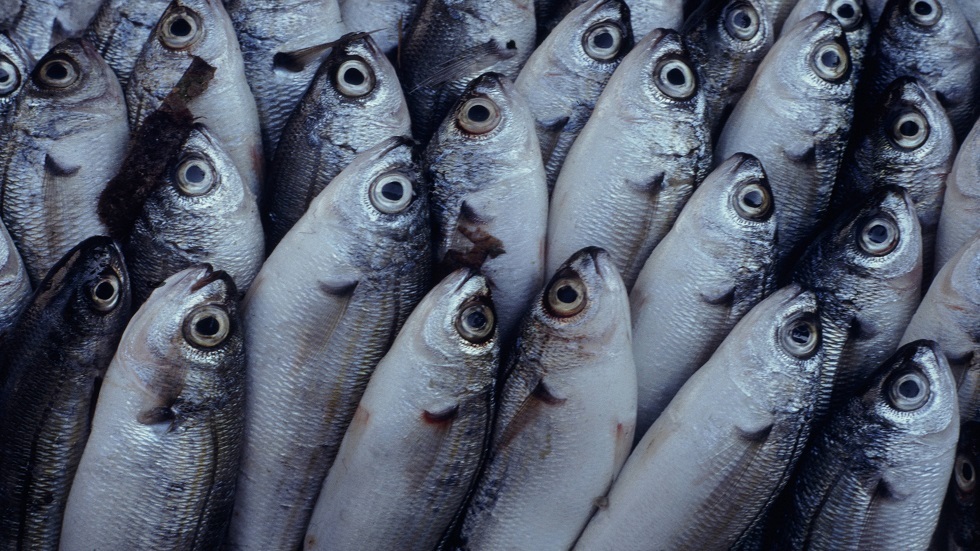 دام برس : وزارة الصحة تحذر من شراء الأسماك من مصادر غير موثوقة