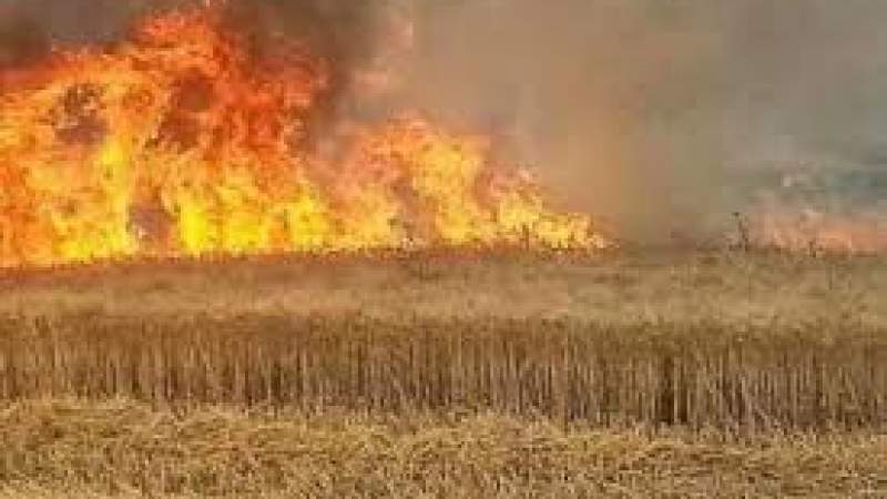 دام برس : دام برس | حريق يلتهم عشرات الدونمات من القمح في محافظة إدلب